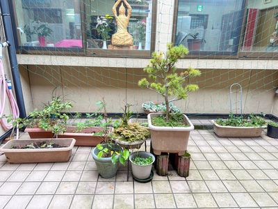 中庭の手入れ風景
