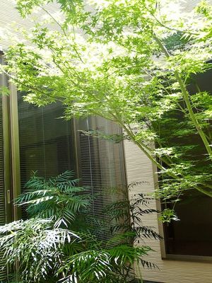 明るい室内の植物