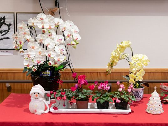 色鮮やかな花の展示