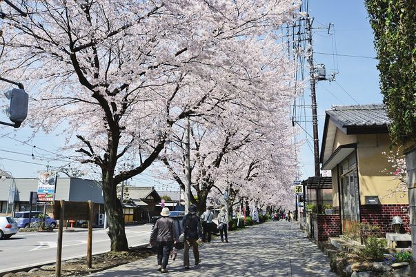桜並木と人々の様子