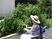 車椅子の方が植物に水やり