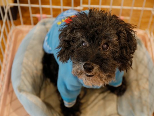 小型犬がカメラを見つめる
