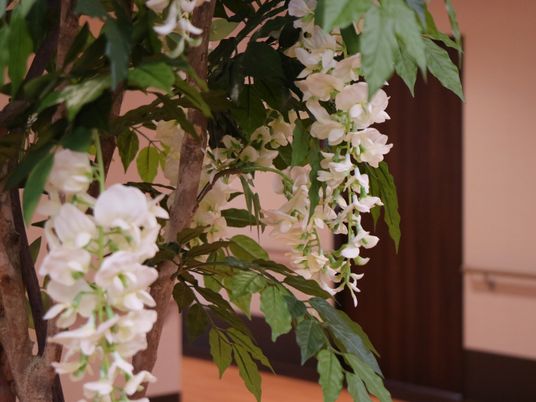 植物のある落ち着いた空間