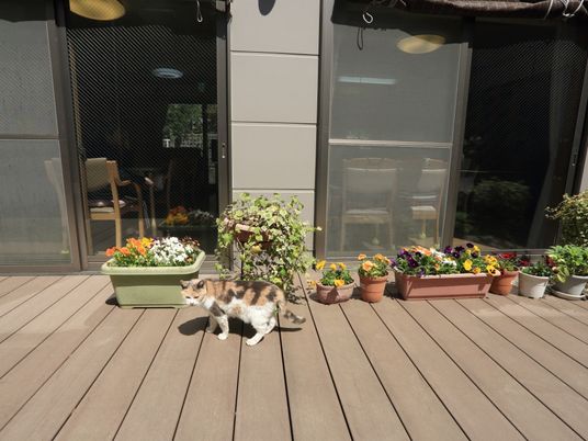 猫と花があるテラス