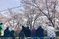 桜を楽しむ人々の庭  