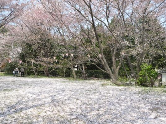 桜が舞う中庭の風景