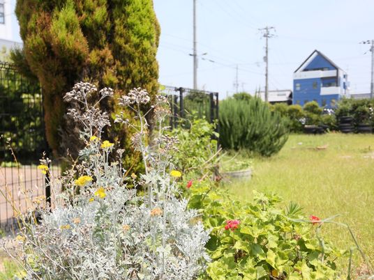 中庭の緑と花