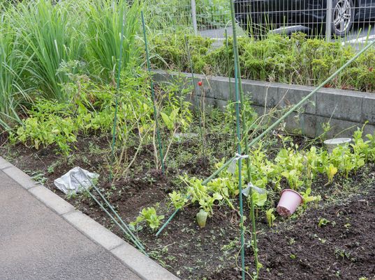 手入れされた庭の植物