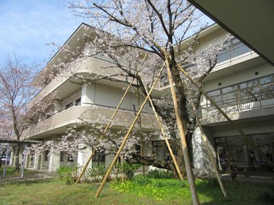 満開の桜の庭