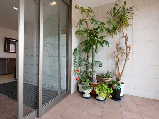 エントランスの観葉植物