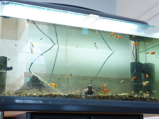 色とりどりの魚がいる水槽