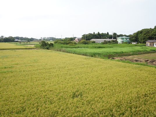 緑豊かな田園風景
