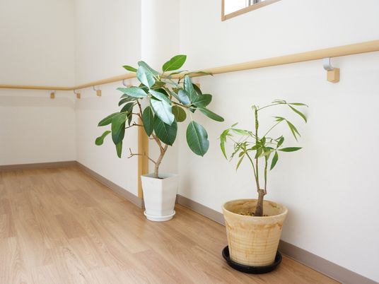 廊下に植物と手すり
