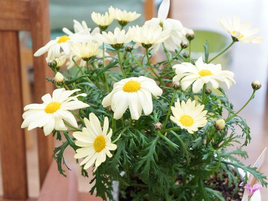 明るいマーガレットの花