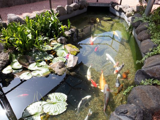 錦鯉のいる庭の池
