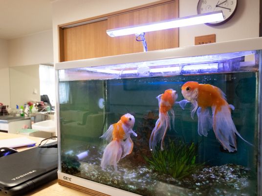 金魚が泳ぐ水槽と背景
