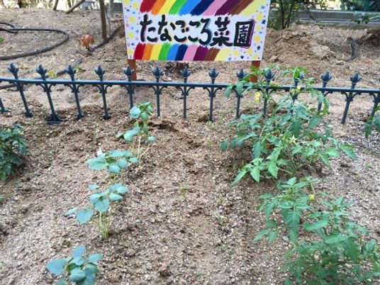 色とりどりの看板と植物