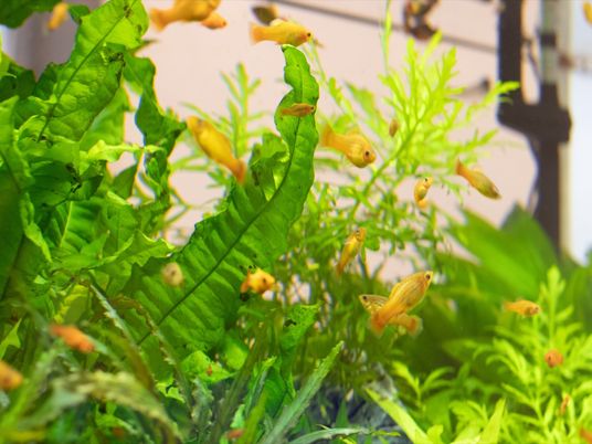 金魚が泳ぐ水槽の様子