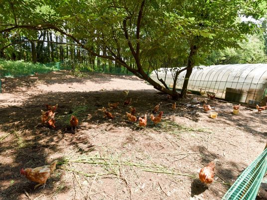 鶏が自由に歩く庭