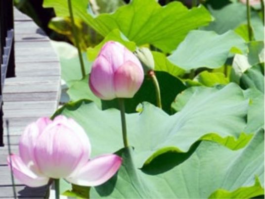 蓮の花と緑の葉