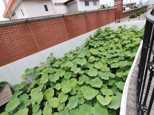 緑豊かな庭の一角