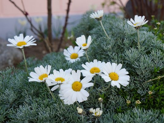 中庭の花と緑の風景