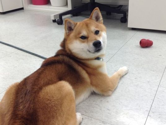 和室にいる柴犬