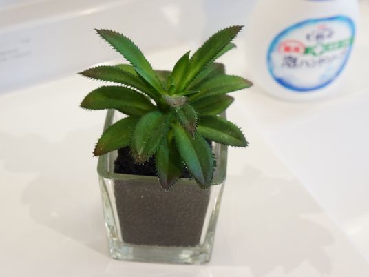 観葉植物と手洗い石鹸