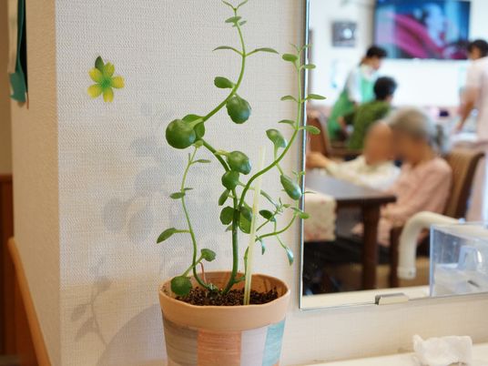 窓辺の観葉植物