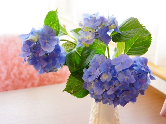 紫陽花が飾られたリビング
