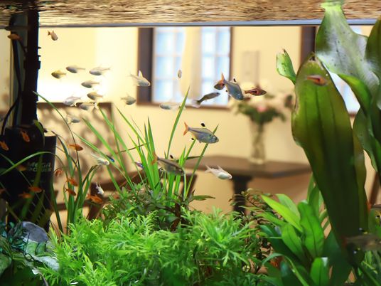 熱帯魚が泳ぐアクアリウム