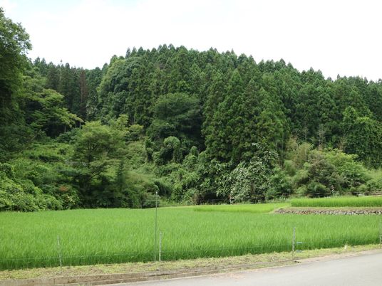 緑豊かな風景