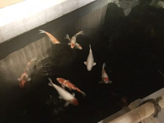 錦鯉が泳ぐ中庭の池