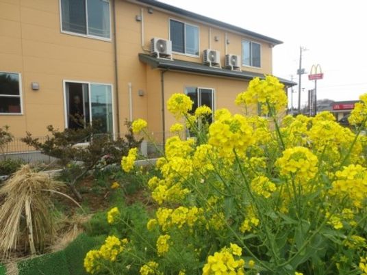 菜の花と建物の外観
