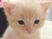 小さな白い猫の顔