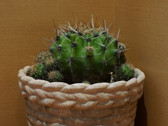 サボテンの鉢植え