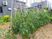 野菜を育てる中庭