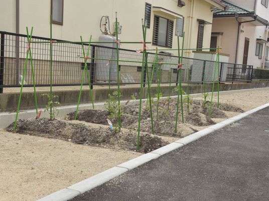 手入れされた小さな庭