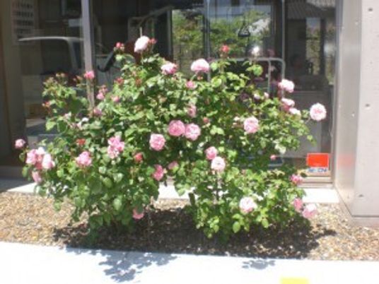 玄関前の花壇のバラ
