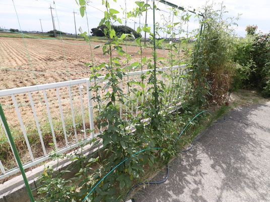 緑豊かな中庭