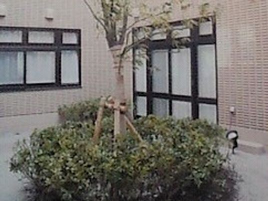 緑が生い茂る中庭