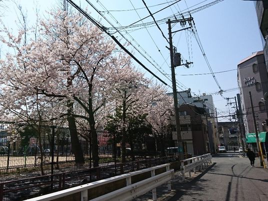 桜並木の街並み
