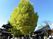 緑豊かな中庭の景色
