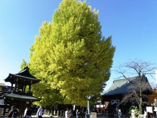 緑豊かな中庭の景色
