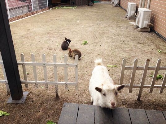白いヤギとウサギの中庭