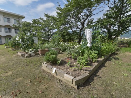 緑豊かな中庭の風景