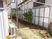 花が咲く庭