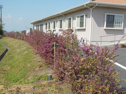 花が咲く施設外観