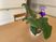 紫の花が咲く植物
