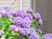 紫陽花の咲く中庭